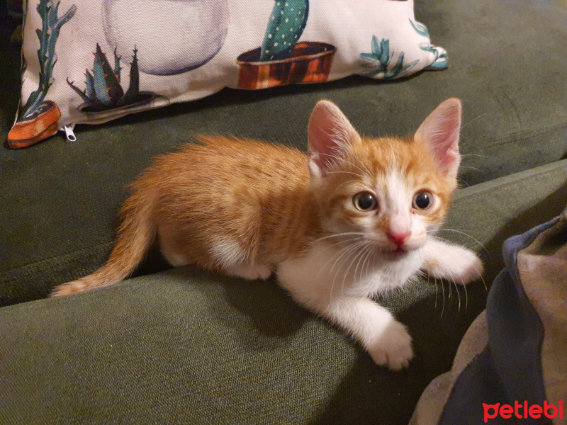 Sarman, Kedi  Lokma fotoğrafı