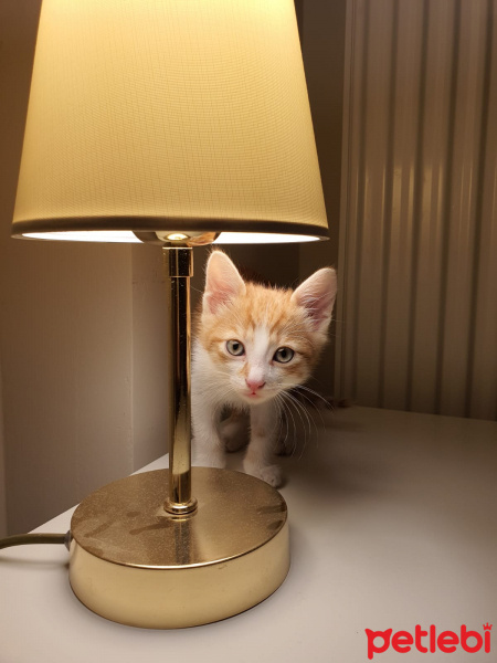 Sarman, Kedi  Lokma fotoğrafı