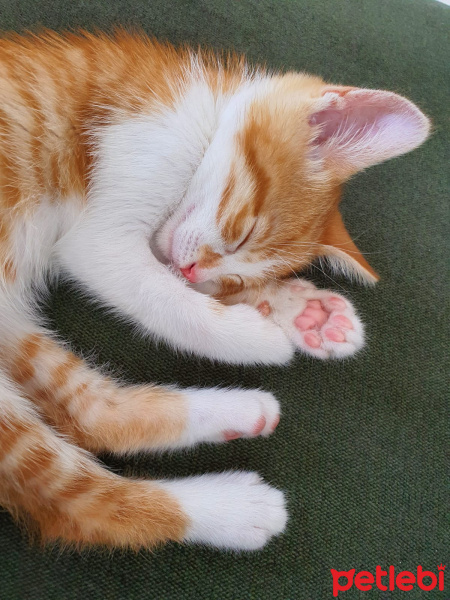 Sarman, Kedi  Lokma fotoğrafı