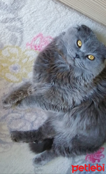 Scottish Fold, Kedi  duman fotoğrafı