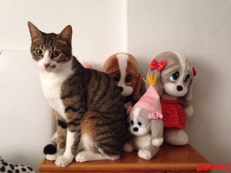 Tekir Kedi, Kedi  Benek fotoğrafı