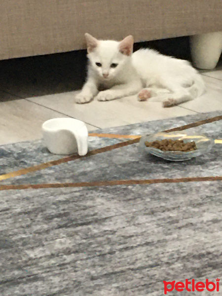 Van Kedisi, Kedi  Şahika fotoğrafı