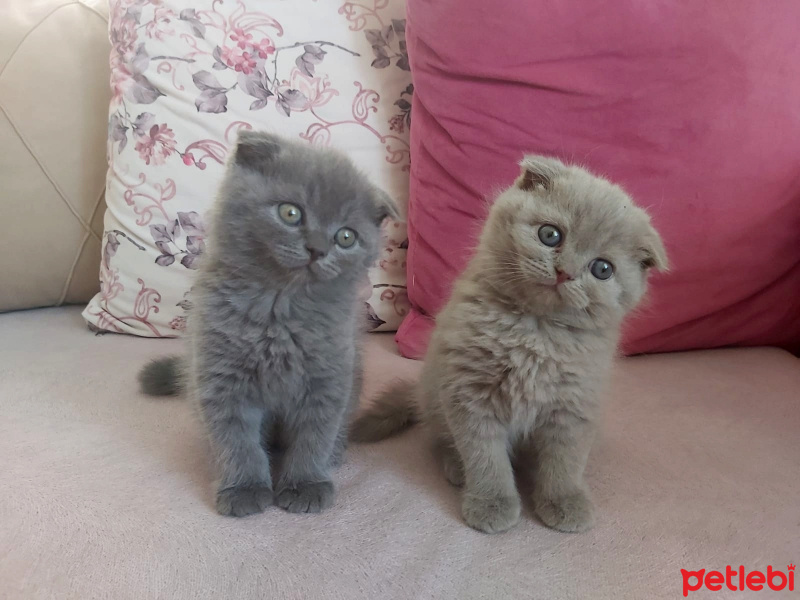 Scottish Fold, Kedi  Lusi fotoğrafı