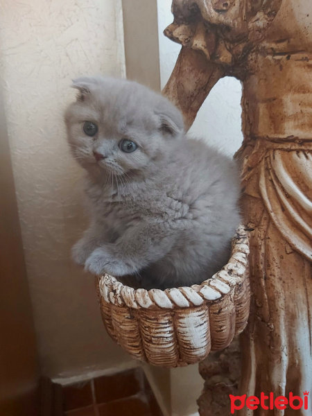 Scottish Fold, Kedi  Lusi fotoğrafı