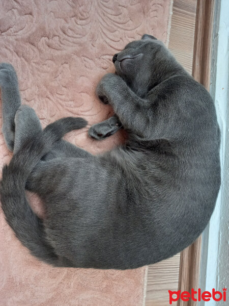 British Shorthair, Kedi  kuzum fotoğrafı