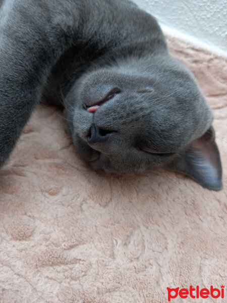 British Shorthair, Kedi  kuzum fotoğrafı