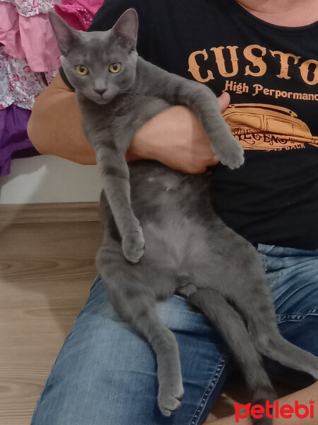 British Shorthair, Kedi  kuzum fotoğrafı