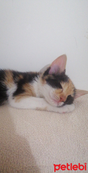 Tekir Kedi, Kedi  Mia fotoğrafı