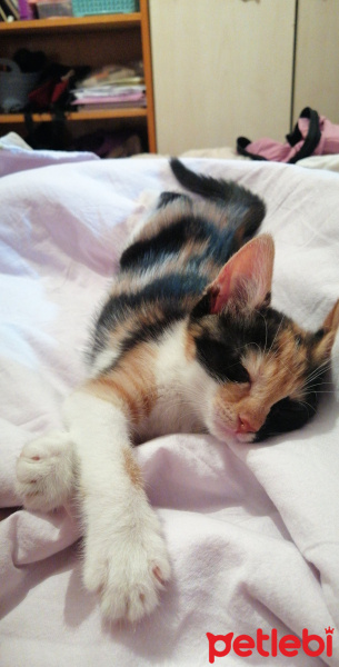 Tekir Kedi, Kedi  Mia fotoğrafı