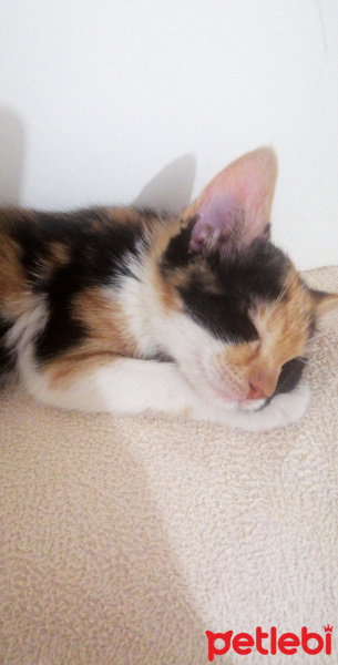 Tekir Kedi, Kedi  Mia fotoğrafı