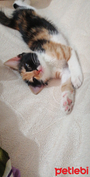 Tekir Kedi, Kedi  Mia fotoğrafı