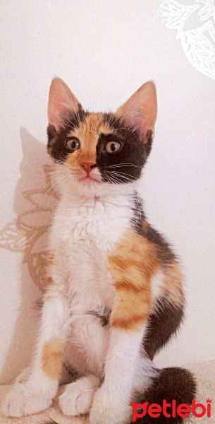 Tekir Kedi, Kedi  Mia fotoğrafı