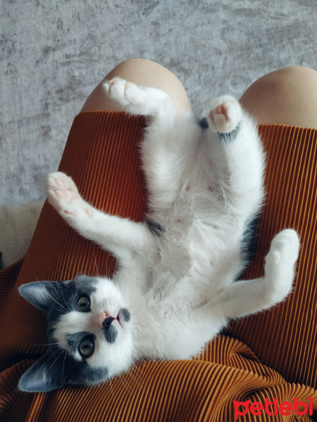 Soke, Kedi  Şanslı fotoğrafı