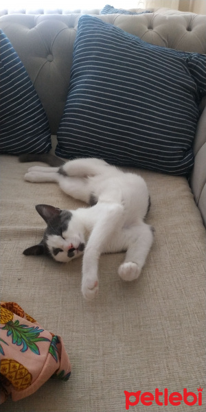 Soke, Kedi  Şanslı fotoğrafı