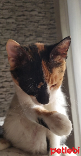 Tekir Kedi, Kedi  Saga fotoğrafı