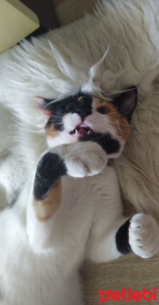 Tekir Kedi, Kedi  Saga fotoğrafı