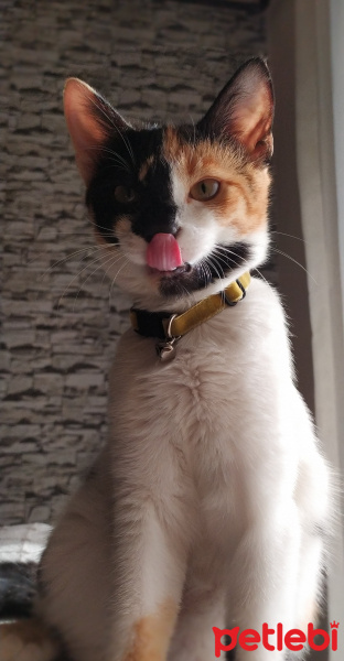 Tekir Kedi, Kedi  Saga fotoğrafı