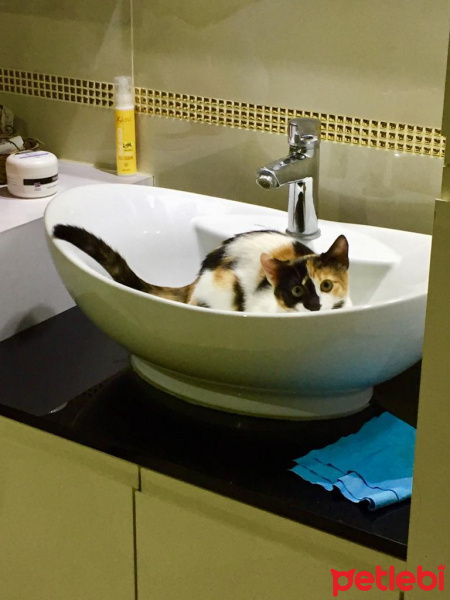 Tekir Kedi, Kedi  Saga fotoğrafı