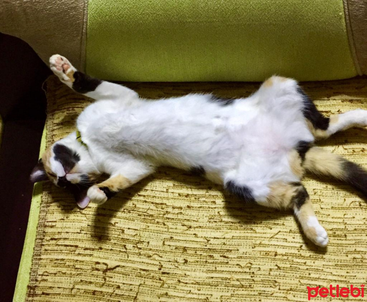 Tekir Kedi, Kedi  Saga fotoğrafı