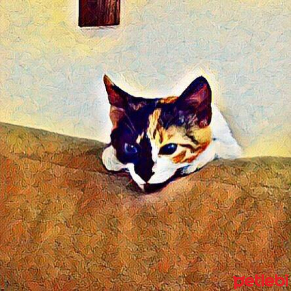 Tekir Kedi, Kedi  Saga fotoğrafı