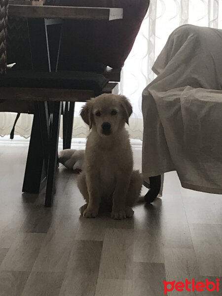 Golden Retriever, Köpek  buffy fotoğrafı