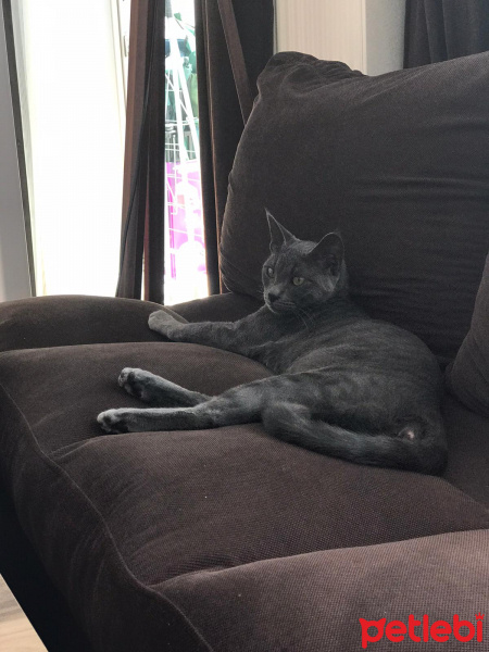 Mavi Rus, Kedi  Zeyna fotoğrafı