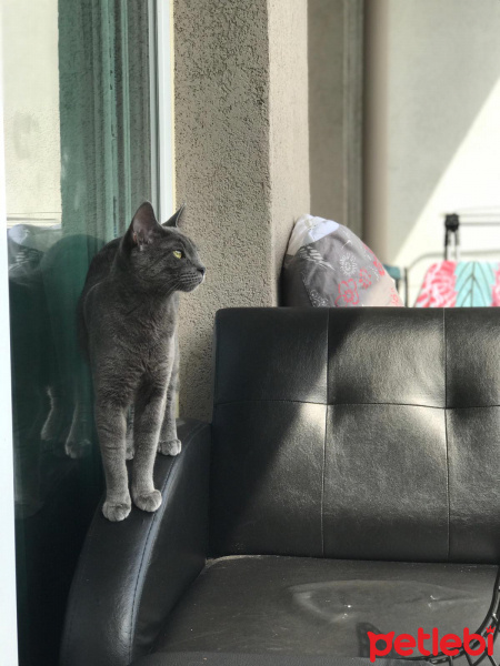 Mavi Rus, Kedi  Zeyna fotoğrafı