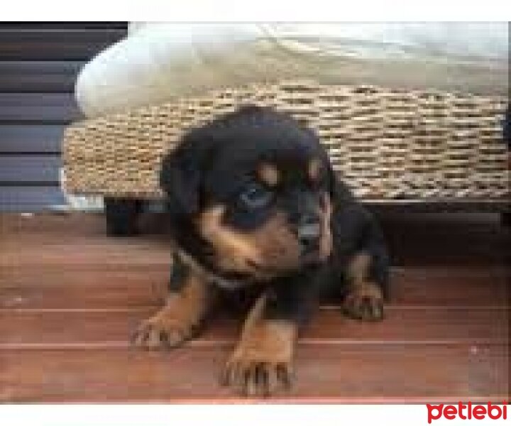 Rottweiler, Köpek  Reis fotoğrafı