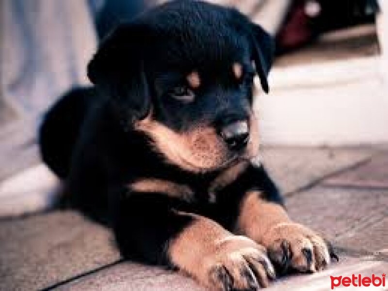 Rottweiler, Köpek  Reis fotoğrafı