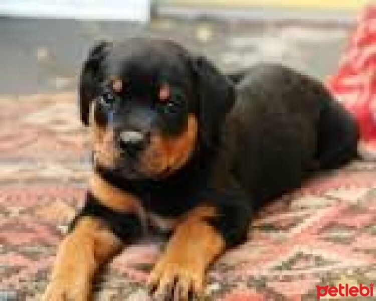 Rottweiler, Köpek  Reis fotoğrafı