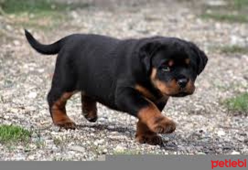 Rottweiler, Köpek  Reis fotoğrafı