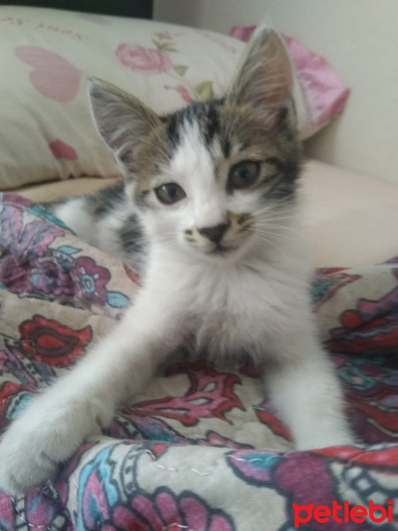 Tekir Kedi, Kedi  Eray fotoğrafı
