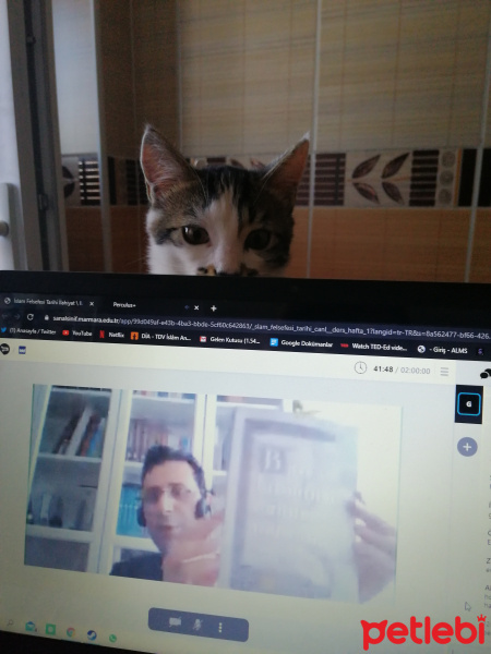 Tekir Kedi, Kedi  Eray fotoğrafı