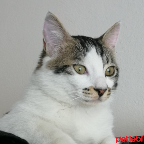 Tekir Kedi, Kedi  Eray fotoğrafı