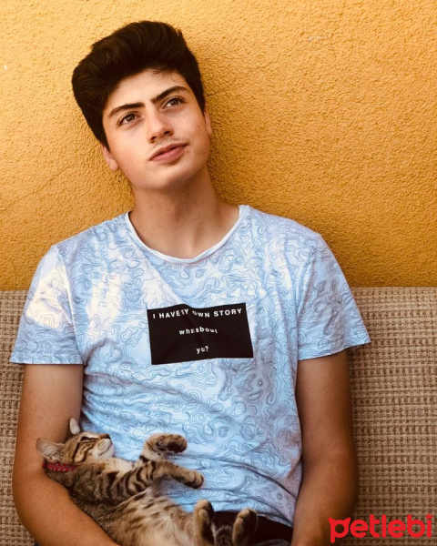 Tekir Kedi, Kedi  Siriyus fotoğrafı