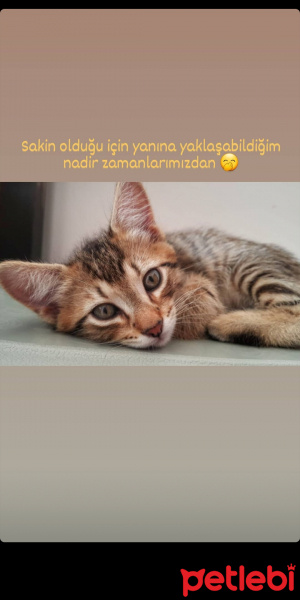 Tekir Kedi, Kedi  Siriyus fotoğrafı
