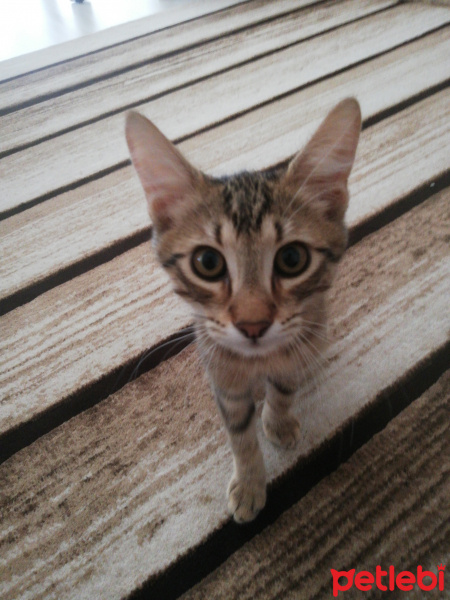 Tekir Kedi, Kedi  Siriyus fotoğrafı