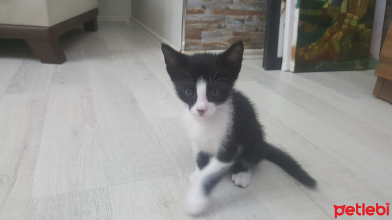 Tekir Kedi, Kedi  6 fotoğrafı
