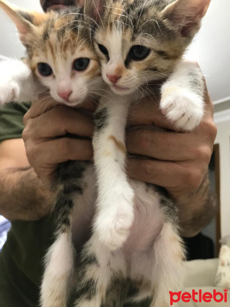 Tekir Kedi, Kedi  6 fotoğrafı