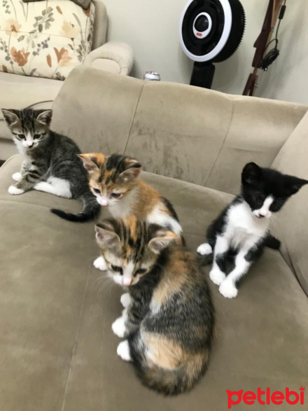 Tekir Kedi, Kedi  6 fotoğrafı