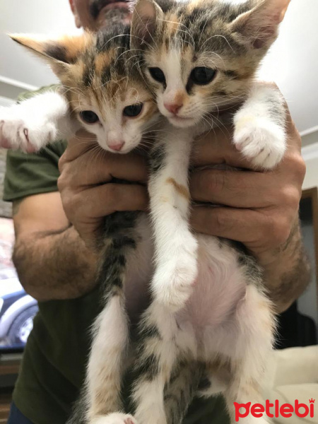 Tekir Kedi, Kedi  6 fotoğrafı