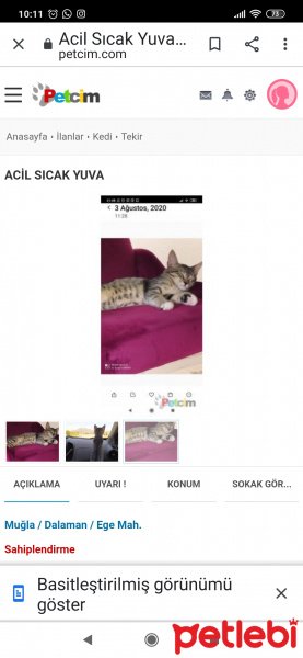 Tekir Kedi, Kedi  Mınnos fotoğrafı