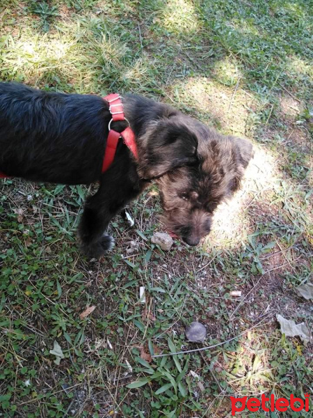 Cairn Terrier, Köpek  Gece fotoğrafı