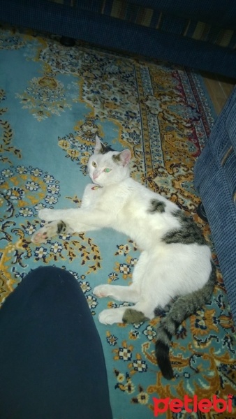 Tekir Kedi, Kedi  pırtık fotoğrafı