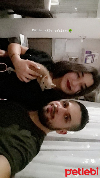 Sarman, Kedi  Aslan fotoğrafı