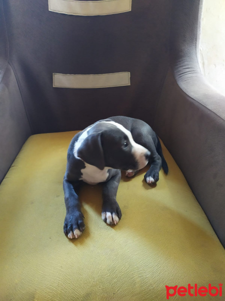 Dogo Arjantin, Köpek  Hera fotoğrafı