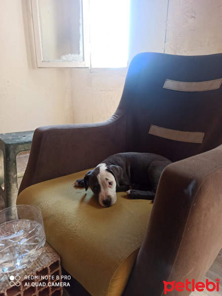 Dogo Arjantin, Köpek  Hera fotoğrafı