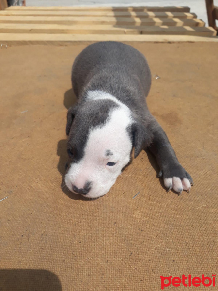 Dogo Arjantin, Köpek  Hera fotoğrafı