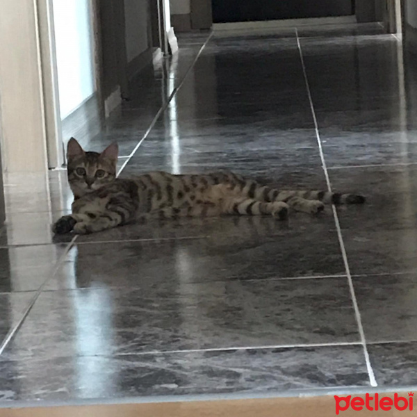 Tekir Kedi, Kedi  Simba fotoğrafı