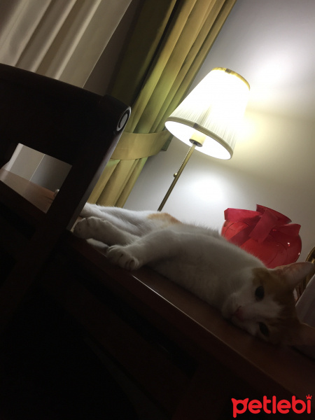 Sarman, Kedi  Tarçın fotoğrafı